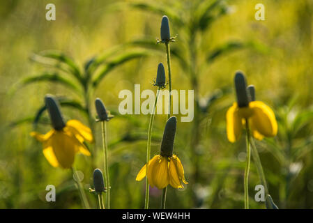 Prairie Coneflower verticale (Ratibida columnifera), également appelé Mexican Hat, Parc National de Wind Cave, Dakota, USA, S. par Bruce Montagne/Dembinsky Photo Banque D'Images