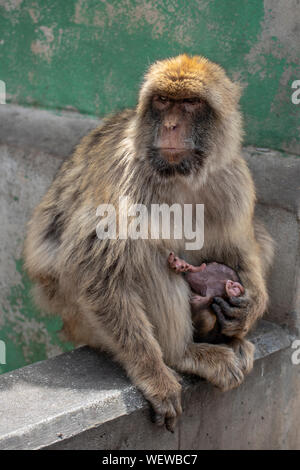 Gibraltan, singe macaque de Barbarie, le berçant's young Banque D'Images