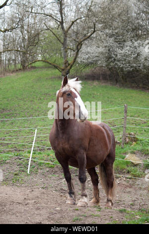 Forêt-Noire coldblood Draft Horse portrait Banque D'Images