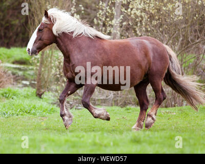 Forêt-Noire coldblood Draft Horse portrait Banque D'Images
