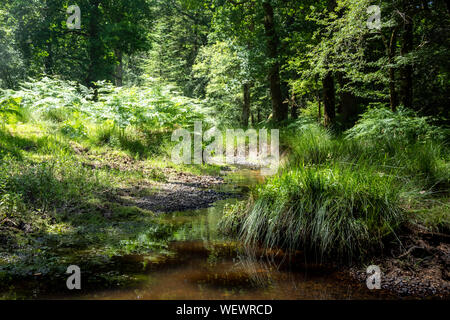 Bois et heath dans le new forest Hampshire England UK Banque D'Images