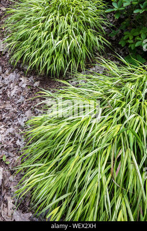Hakonechloa macra Aureola, Hakone grass, herbe forêt Japonaise, touffes sous les arbres Banque D'Images
