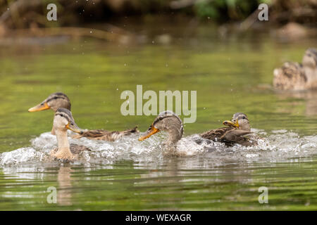 Canard colvert femelle s'éclabousser dans un lac. Banque D'Images