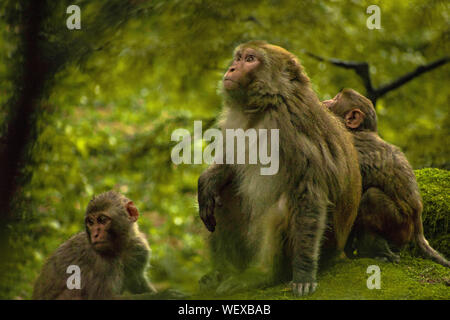 Singe assis sur une branche d'un arbre ou quelque chose qui est son habitat naturel. Un fond naturel de la forêt épaisse est donné autour d'elle. Banque D'Images