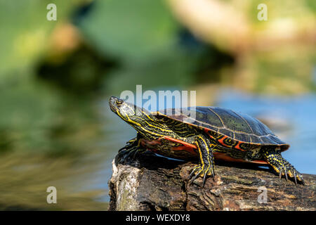 Issaquah, Washington, USA. Tortue peinte de l'ensoleillement sur un journal en Samammish Lake State Park. Banque D'Images