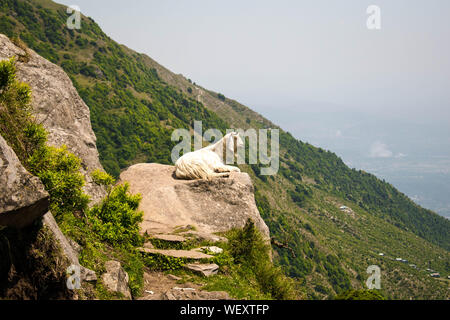 Une famille de chèvres assis sur un rocher dans la montagne, Banque D'Images