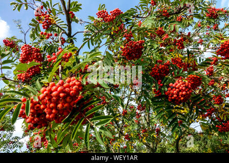 Les baies de sorbier sur arbre, Sorbus aucuparia, Rowan en août Banque D'Images