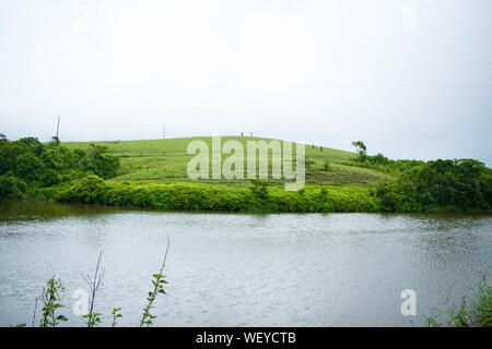 Vagamon collines qui sont célèbres dans les Ghâts occidentaux de l'Idukki, Kerala. Montagnes Vertes Banque D'Images