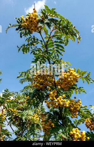Sorbus Sunshine, Rowan berries on tree en août Banque D'Images