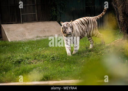 Le majestueux tigre blanc autour d'une marche d'une pelouse verte où il est conservé dans le Zoo de Delhi Banque D'Images