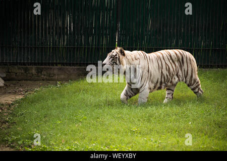 Le majestueux tigre blanc autour d'une marche d'une pelouse verte où il est conservé dans le Zoo de Delhi Banque D'Images