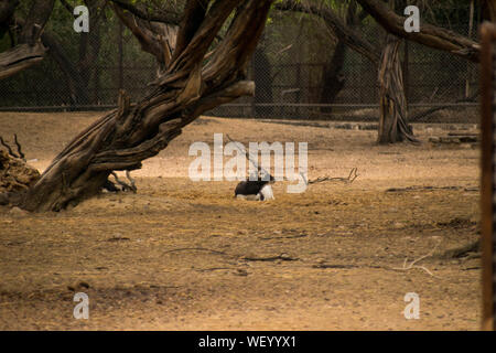 Cerfs avec bois blanc isnode Deer Park Banque D'Images