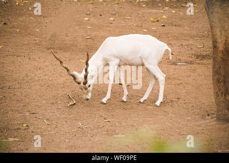 Cerfs avec bois blanc isnode Deer Park Banque D'Images