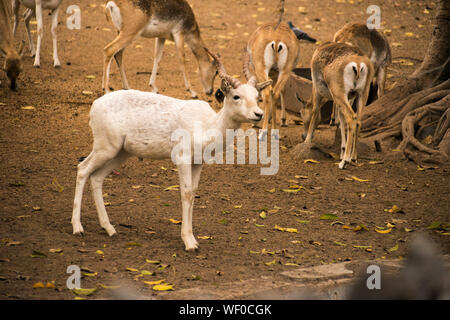 Cerfs avec bois blanc isnode Deer Park Banque D'Images