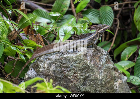 Lézard Jésus Christ soleil auto sur rock, Parc National Manuel Antonio, Costa Rica Banque D'Images