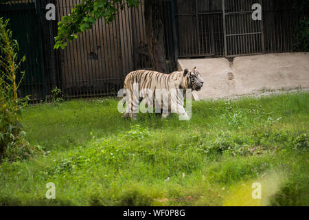 Le majestueux tigre blanc autour d'une marche d'une pelouse verte où il est conservé dans le Zoo de Delhi Banque D'Images