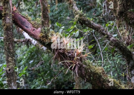 Les plantes de l'air sur une branche dans la Forêt Nuageuse de Monteverde, Costa Rica Banque D'Images