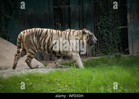 Le majestueux tigre blanc autour d'une marche d'une pelouse verte où il est conservé dans le Zoo de Delhi Banque D'Images