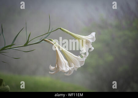 White Angel's Trumpet flower Banque D'Images