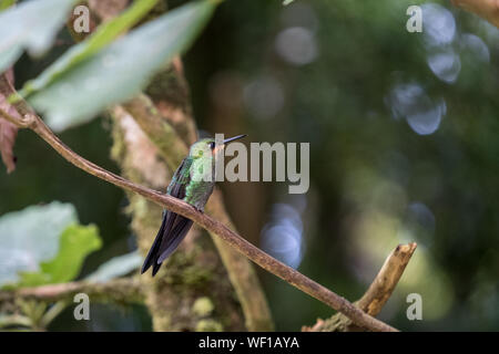 Hummingbird, province de Puntarenas, Monteverde, Costa Rica Banque D'Images