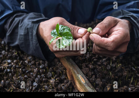 Les plantules d'agriculteur de café Banque D'Images