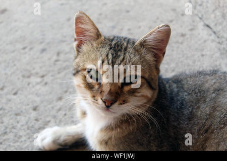 Portrait de chat à came avec oreilles soulevées sur le harcèlement criminel attitude intéressante Banque D'Images