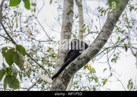 Singe hurleur noir en arbre, Santa Clara, Costa Rica Banque D'Images