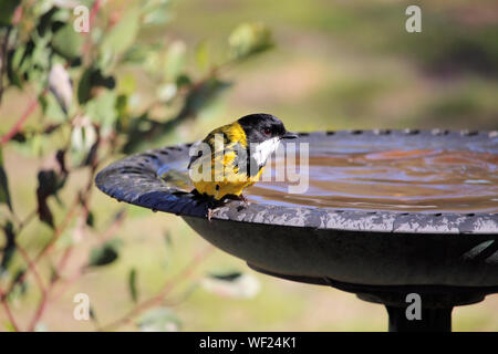 Australian Golden Whistler (Pachycephala pectoralis), homme, à lunettes, dans le sud de l'Australie Banque D'Images