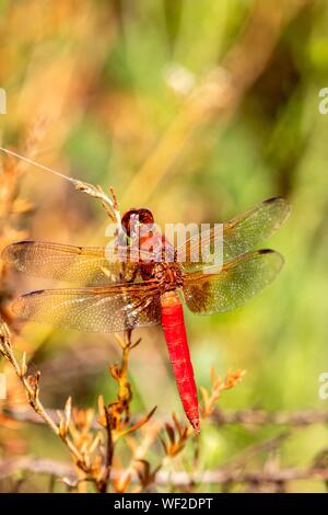 Red dragonfly close up Banque D'Images