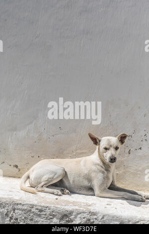 Et verticale tableau dramatique d'un livre blanc, avec aucune race définie, apparemment de mauvaise humeur de chien yeux dans la rue caméra devant un mur blanc et plus Banque D'Images