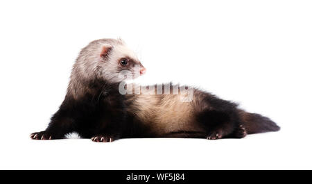 Furet gris en pleine croissance se trouve isolé Banque D'Images