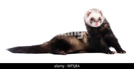 Furet gris en pleine croissance se trouve isolé Banque D'Images