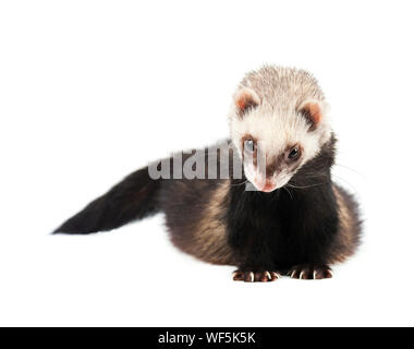 Furet gris en pleine croissance, isolé sur fond blanc Banque D'Images