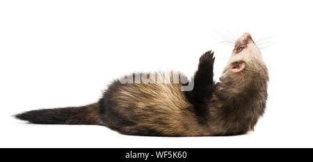 Furet gris en pleine croissance, isolé sur fond blanc Banque D'Images