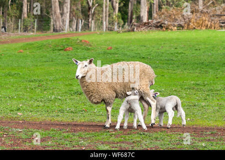 Les agneaux de lait bébé lait de brebis mère sur un livre vert de terres agricoles. Banque D'Images