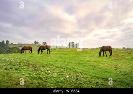 Chevaux sur pré vert des pâturages. Pays Paysage dans la matinée, lorsque le soleil se lève. Banque D'Images