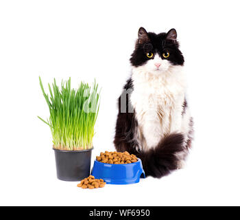 Chat avec bol bleu de nourriture sèche et l'herbe verte en pot isolé sur fond blanc Banque D'Images