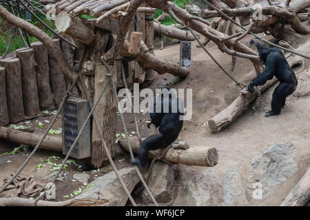 Le chimpanzé pygmée (pan paniscus) dans un zoo. Banque D'Images