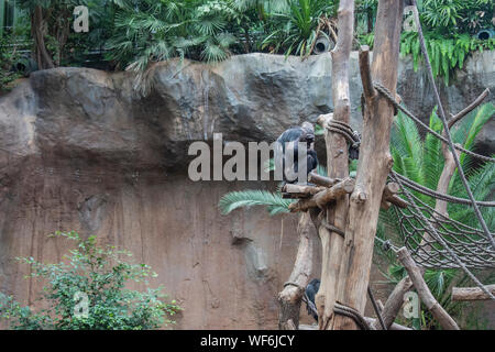 Le chimpanzé pygmée (pan paniscus) dans un zoo. Banque D'Images