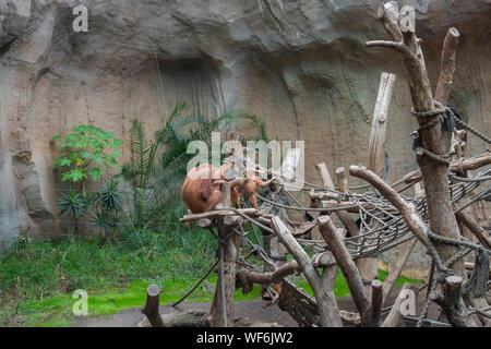 L'orang-outan de Sumatra (Pongo abelii) dans un zoo. Banque D'Images