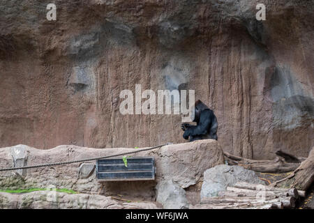 Le chimpanzé pygmée (pan paniscus) dans un zoo. Banque D'Images