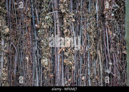 Clôture décorative faite avec des branches d'arbre. Banque D'Images