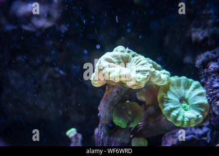 Close up d'une trompette Coral Banque D'Images