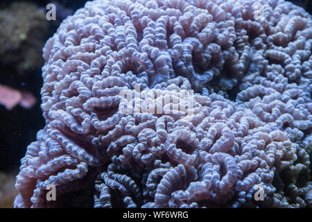 Close up d'une trompette Coral Banque D'Images