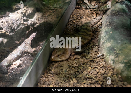 L'eastern blue-tongued lizard (Tiliqua scincoides scincoides) est une espèce de lézard commun dans l'Est de l'Australie. Banque D'Images