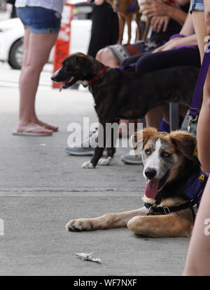 Ney York, NY / USA - 29 juin 2019 : les chiens en attente d'être caressé dans un cas d'adoption Banque D'Images