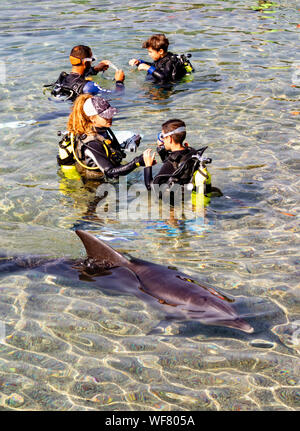 Eilat, Israël - Août 29th, 2019 : Une plongée dans le Dolphin Reef, Eilat, Israël, avec une surprise visiter dolphin Banque D'Images