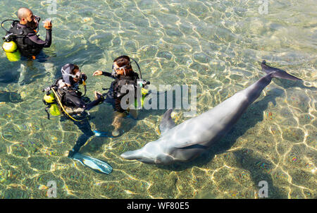 Eilat, Israël - Août 29th, 2019 : Une plongée dans le Dolphin Reef, Eilat, Israël, avec une surprenante visite d'un dauphin Banque D'Images