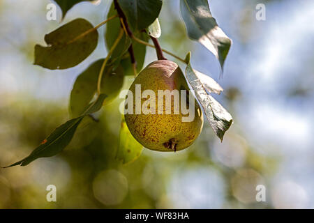 Poire mûre sur la branche, beau bokeh Banque D'Images