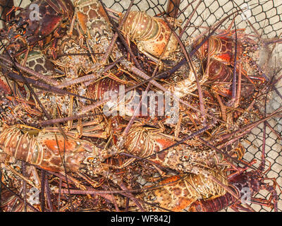 Mer des Caraïbes Caraïbes d'arthropodes, langouste, Close-Up, - , des fruits de mer, Panulirus argus, photographie, pièges -Shopping Banque D'Images